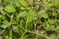 Stellaria cupaniana