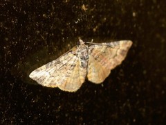 Eucymatoge peplodes