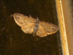 Sigilliclystis insigillata