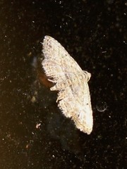 Araeopteron canescens