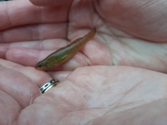Etheostoma gracile