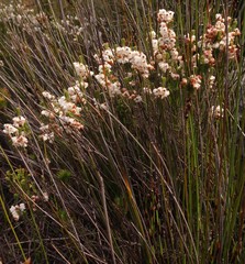 Erica corydalis