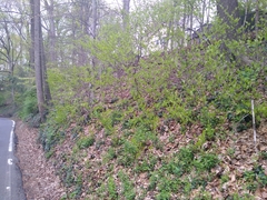 Styracaceae
