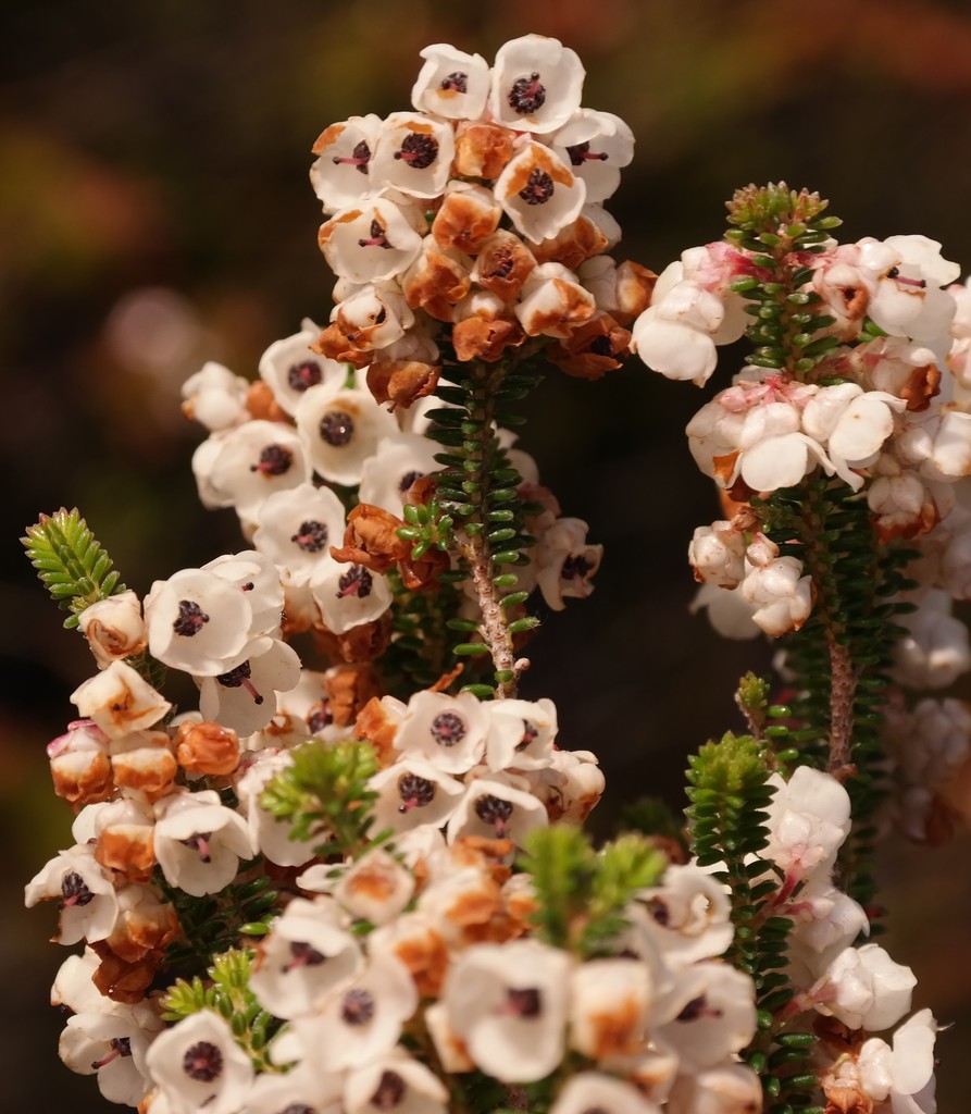Erica lowryensis
