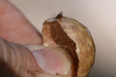 Andricus vacciniifoliae