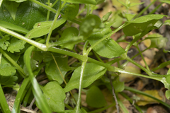 Stellaria cupaniana
