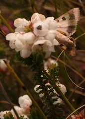 Erica corydalis