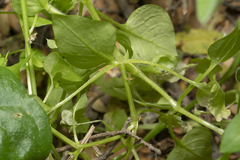 Stellaria cupaniana