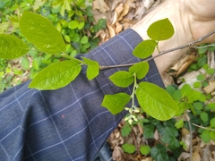 Styracaceae
