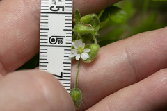Stellaria cupaniana