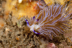 Pteraeolidia ianthina