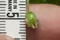 Stellaria cupaniana