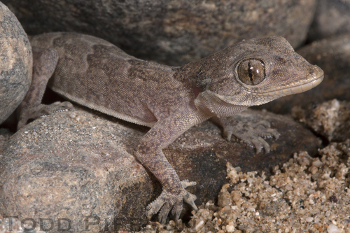 Northern House Gecko