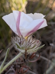 Convolvulus lanuginosus