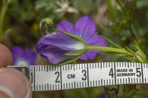 Image of Legousia pentagonia by (c) Eleftherios Katsillis, some rights reserved (CC BY)