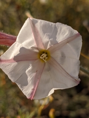 Convolvulus lanuginosus