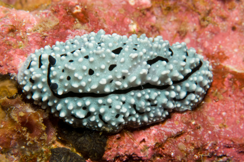 Phyllidiella hageni
