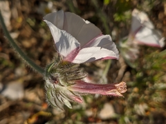 Convolvulus lanuginosus