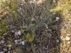 Convolvulus lanuginosus