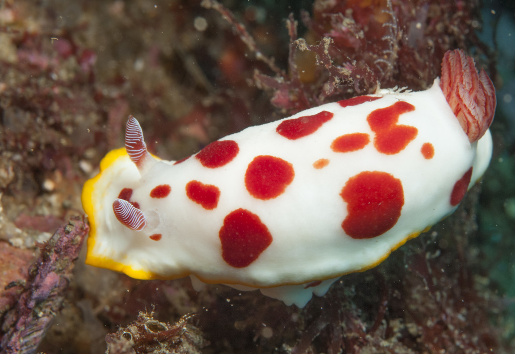 Photo of Splendid goniobranchus (Goniobranchus splendidus)