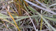 Convolvulus lanuginosus