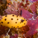 Sea Bunny - Photo (c) Erik Schlogl, some rights reserved (CC BY-NC), uploaded by Erik Schlogl