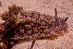 Dendrodoris krusensternii