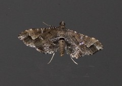 Merodictya marmorata