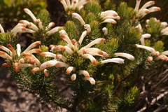 Erica thomae thomae