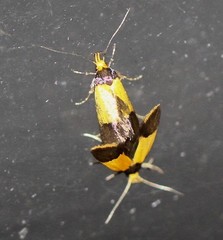 Heteroteucha dichroella