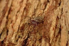 Megabunus diadema