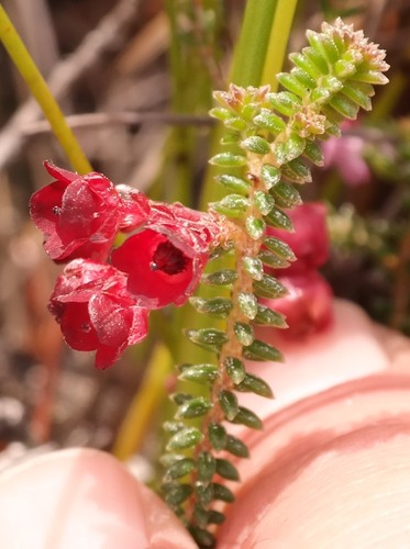 Erica truncata