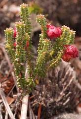 Erica truncata
