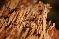 Megabunus diadema