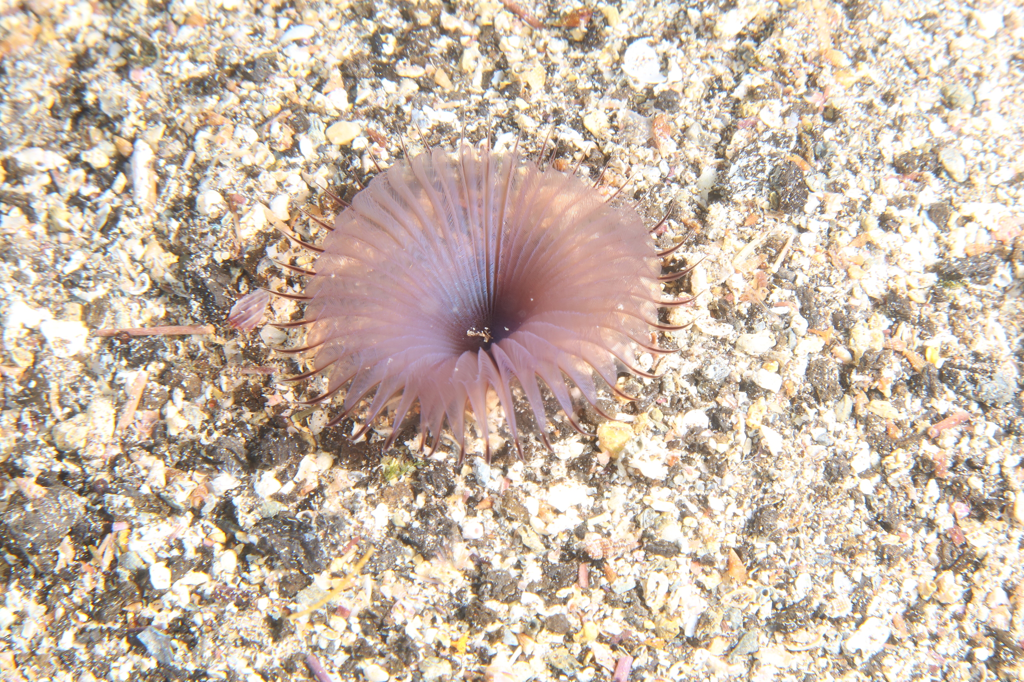 Myxicola infundibulum