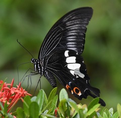 Papilio iswara