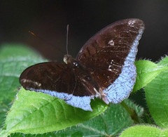 Tanaecia iapis puseda
