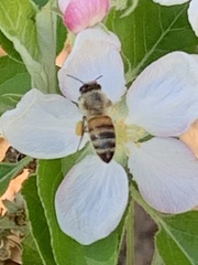 Apis mellifera