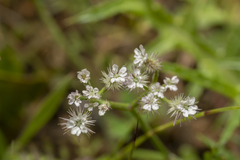 Torilis leptophylla