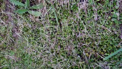 Epilobium nummulariifolium