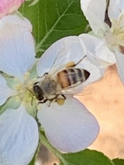 Apis mellifera