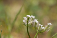 Torilis leptophylla