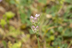 Torilis leptophylla