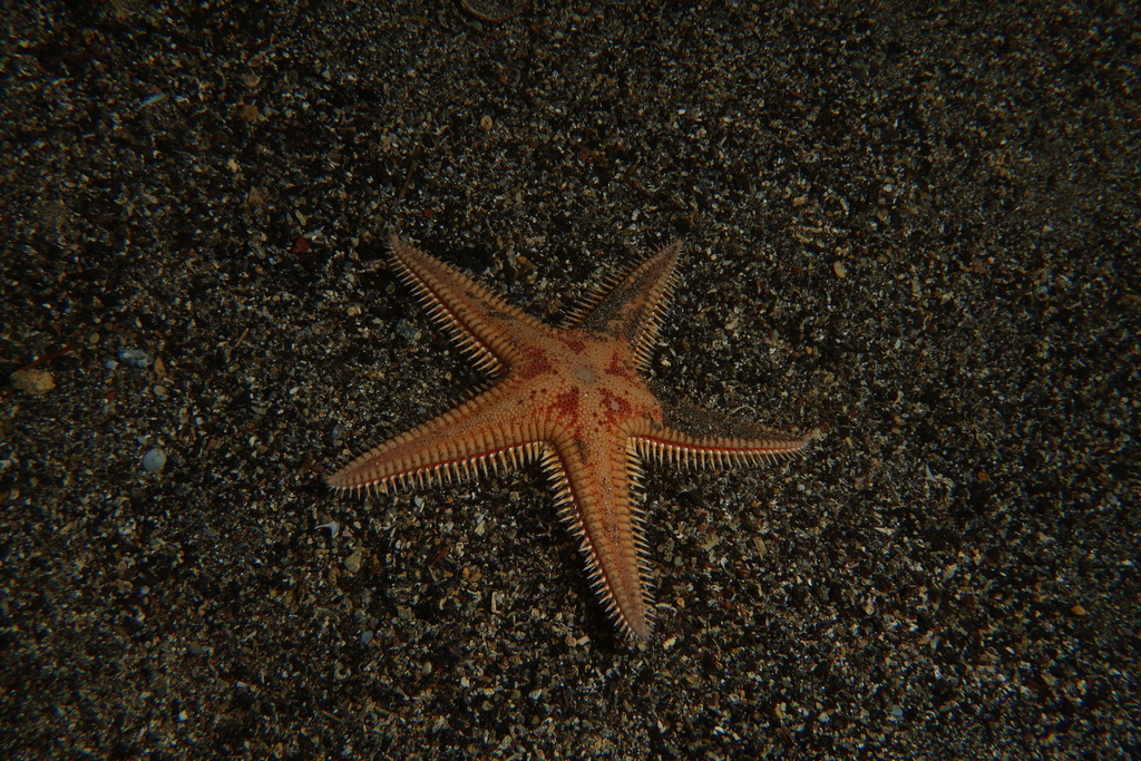 Astropecten orange