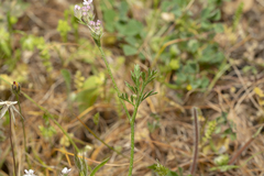 Torilis leptophylla