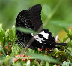 Papilio iswara