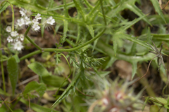 Torilis leptophylla