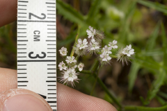 Torilis leptophylla