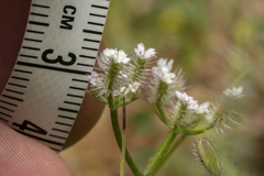 Torilis leptophylla