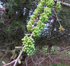 Pseudolarix amabilis